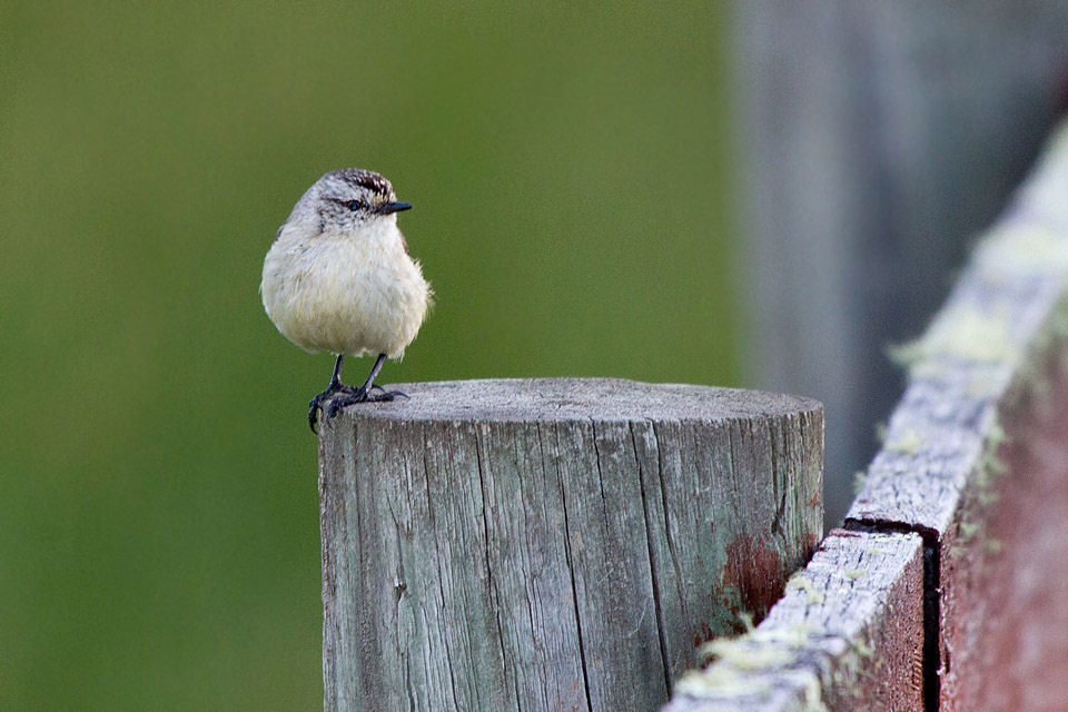 Yellow-rumped Thornbill (Acanthiza chrysorrhoa)